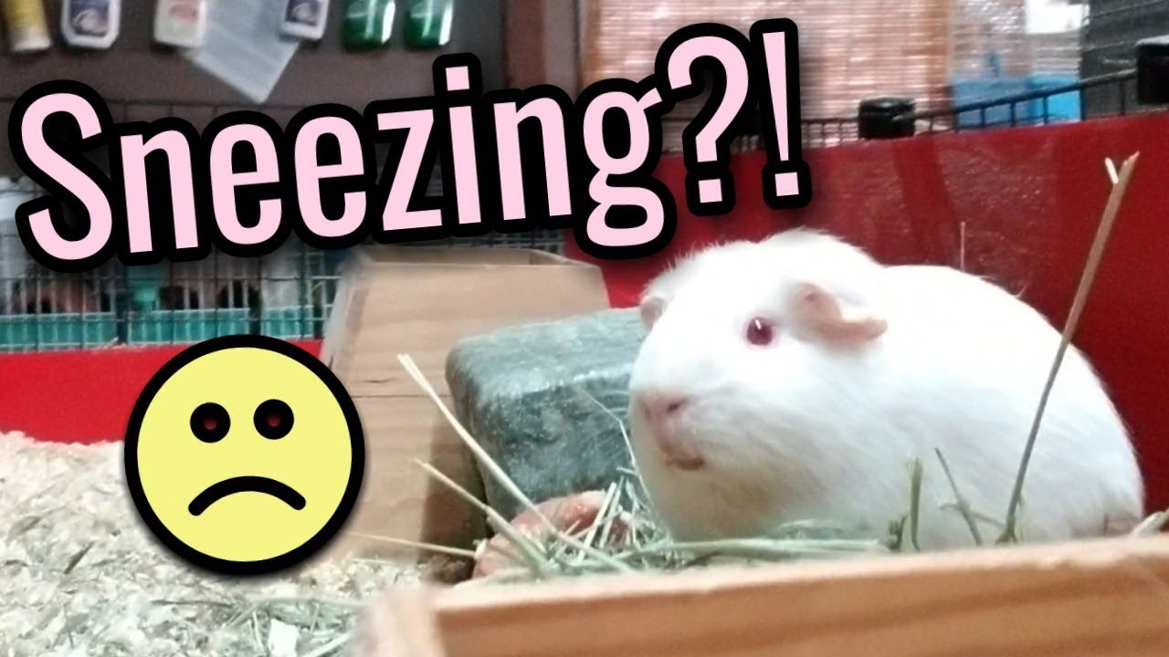 My Guinea Pig Sneezes, Is It Okay? How much Sneezing is acceptable?