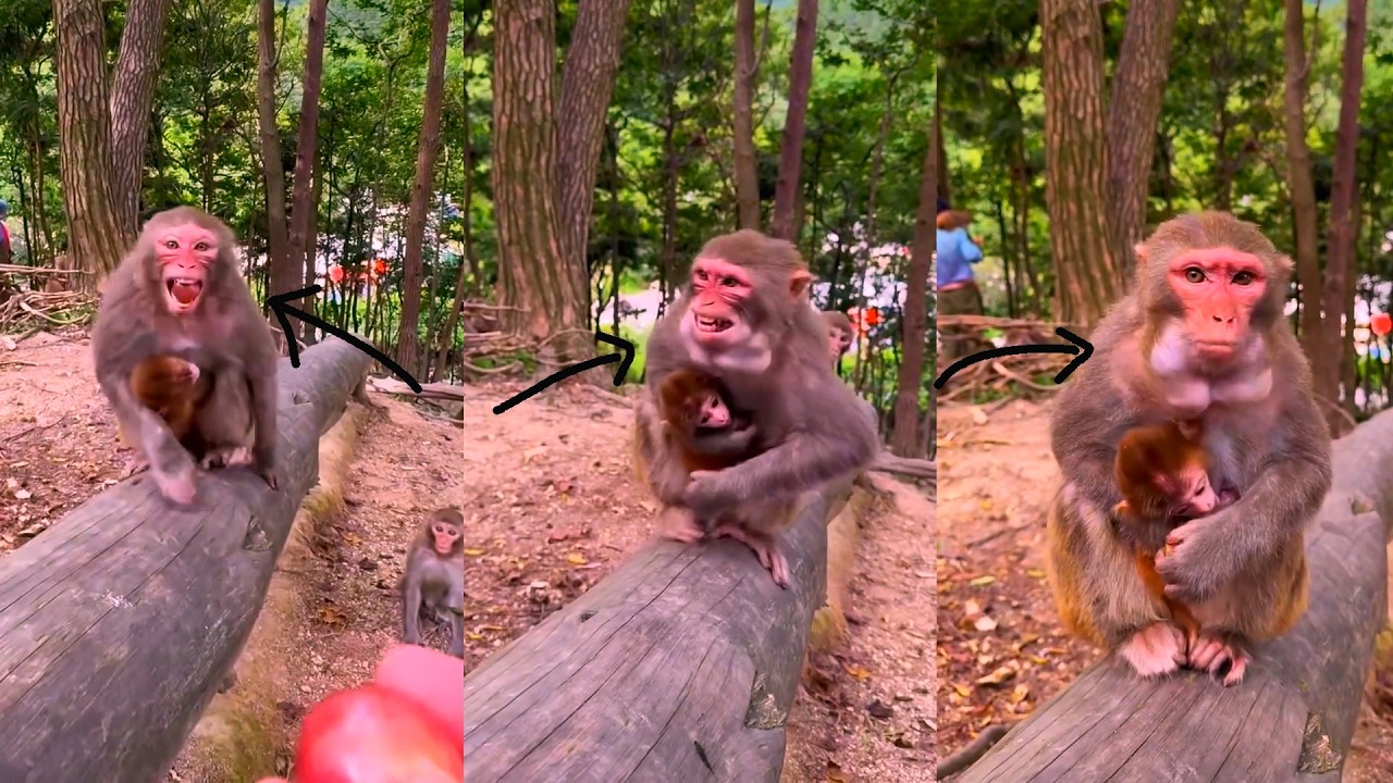 Monkey Family Eats Together in Front of Shocked Tourists