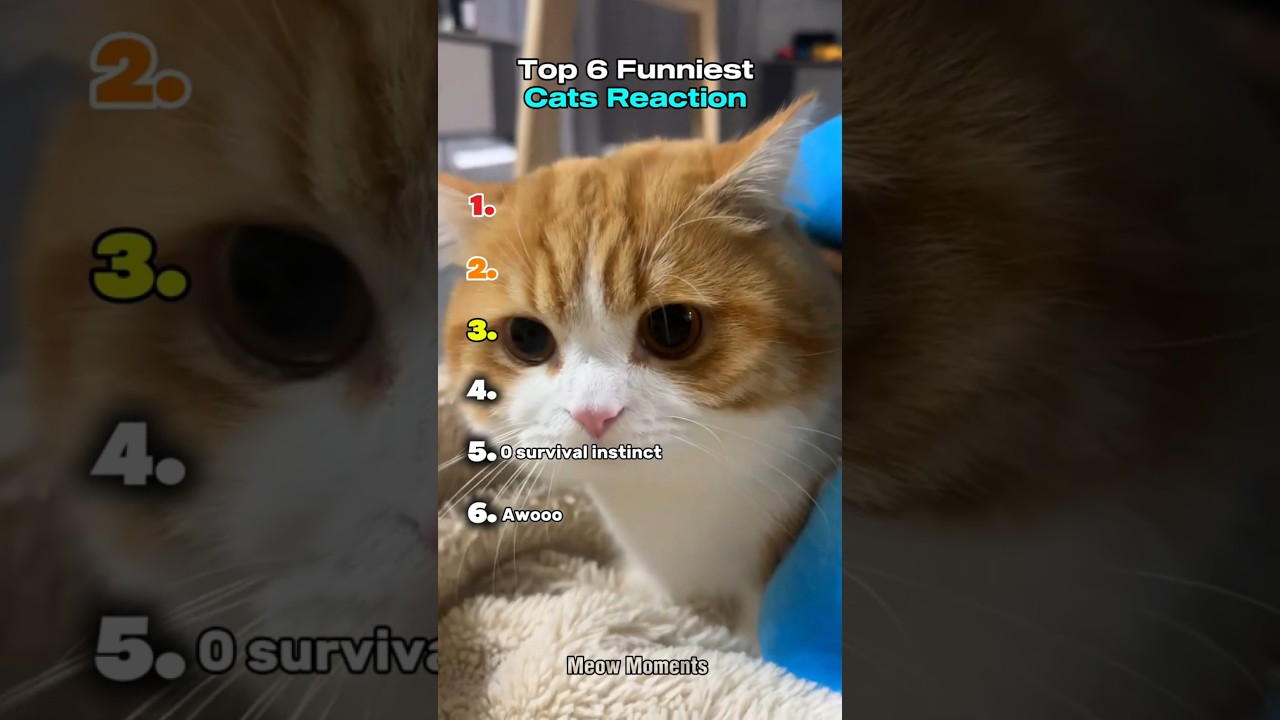 Top 6 Funniest Cats Reaction | part 2 #shorts
