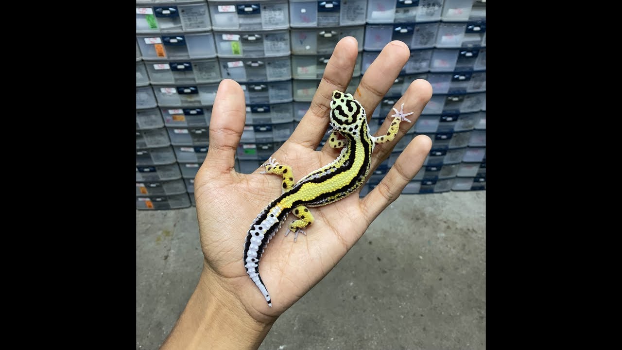 15.03.2026 🔴 LIVE RAMADHAN REPTILEZOY | JUAL LEOPARD GECKO & AMPHIBI 🔥