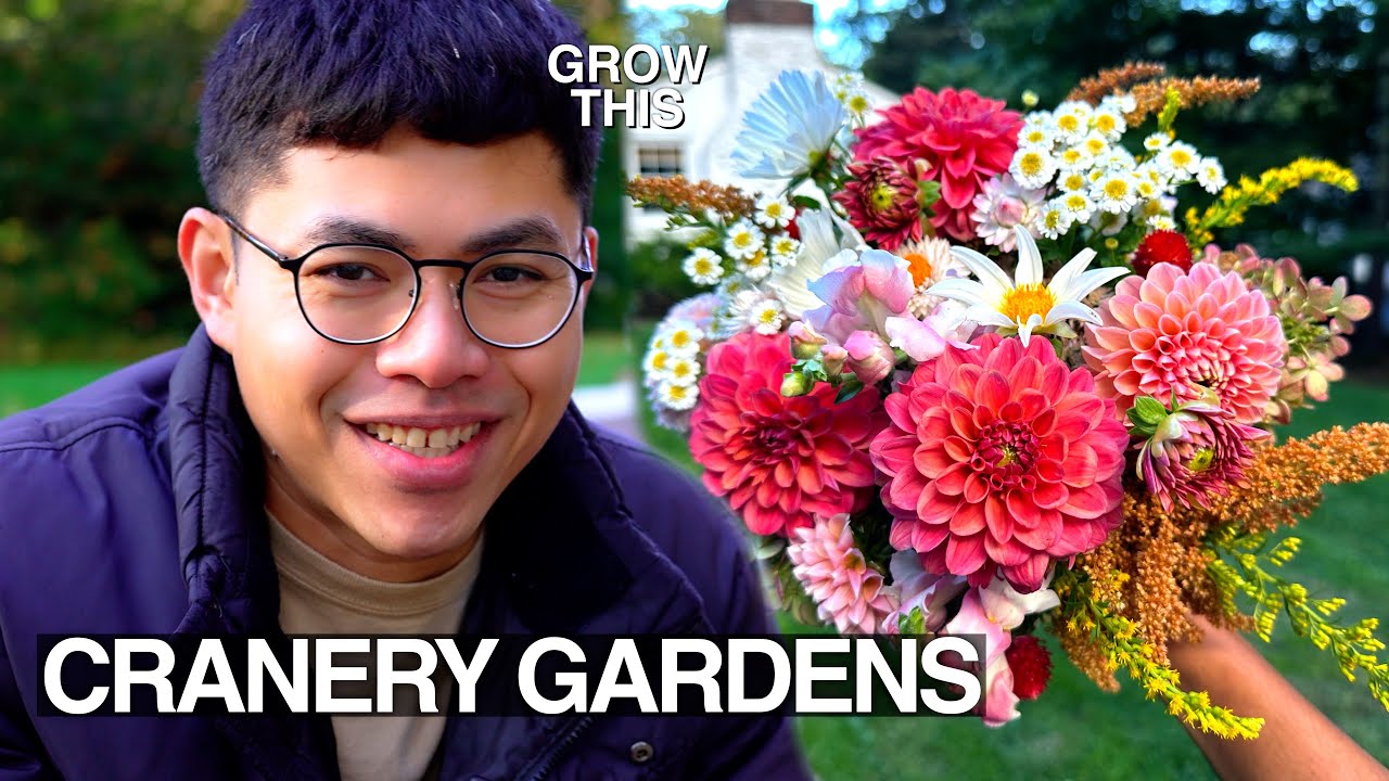 Best Fall Cut Flowers Specifically for Home Gardens