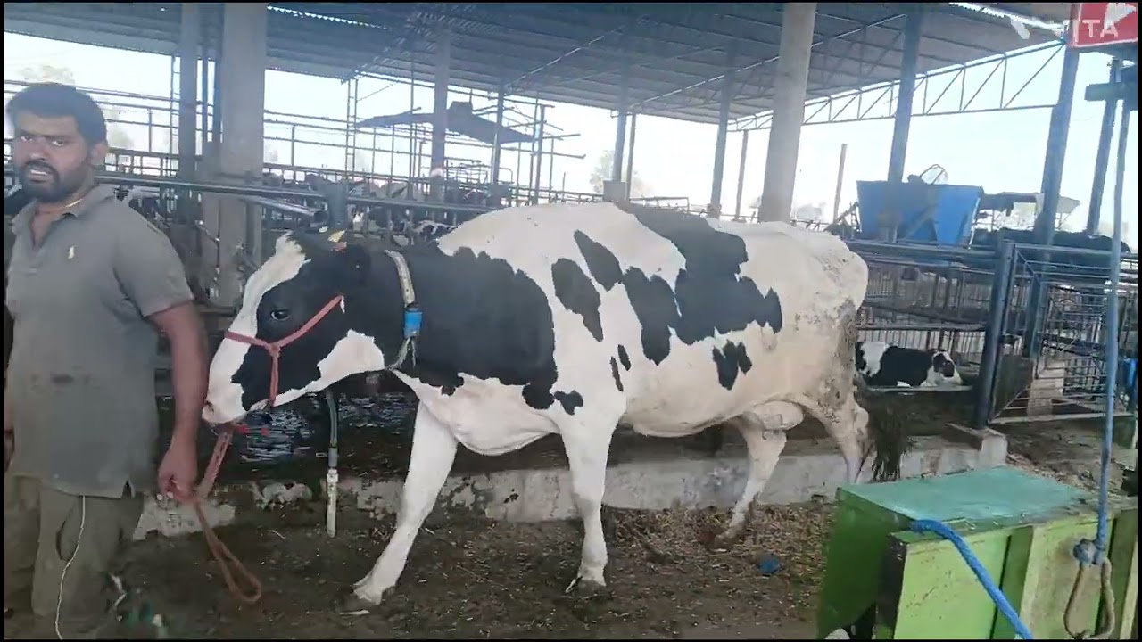  Jassa Ghangas dairy farm near Rara Sahib, Ram Singh Hoof trimmer kila Hans (9814782933)11-2-2026