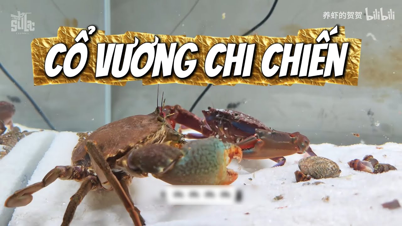 Full Cổ Vương Chi Chiến