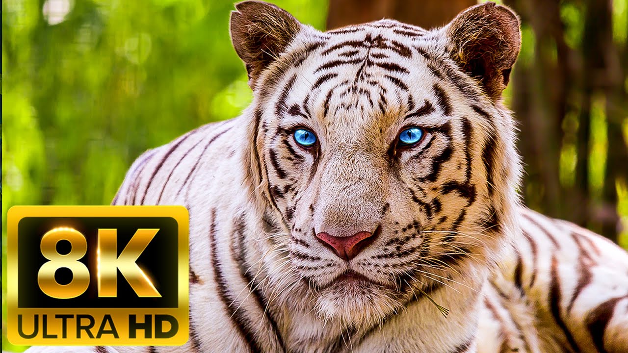 Абсолютное путешествие - 8K (60 кадров в секунду) Ultra HD - со звуками природы