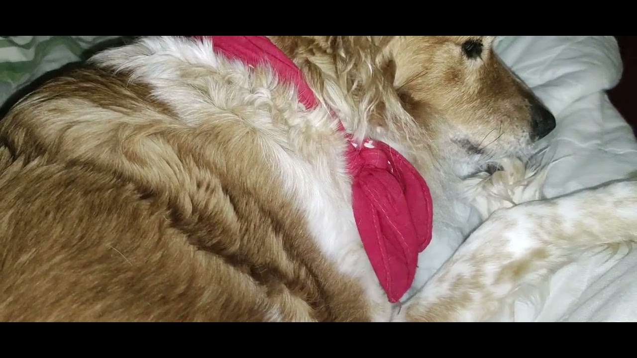 my dog bites nails part 7