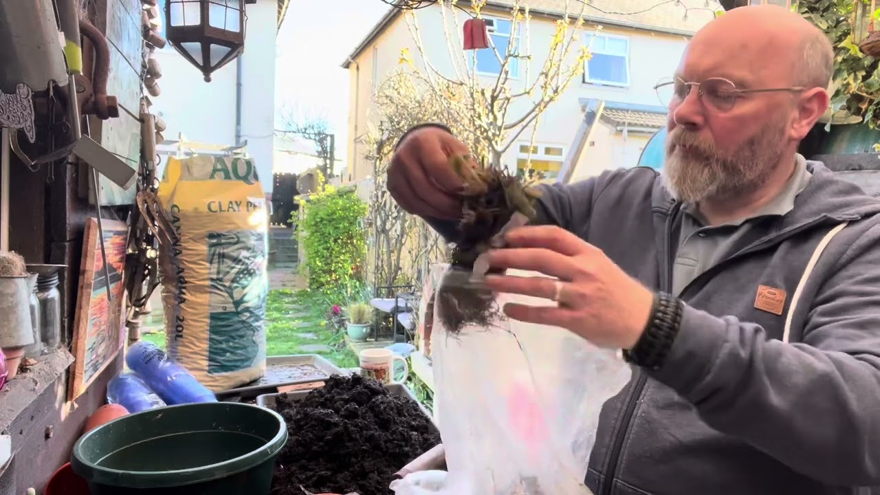 Potting up the tomatoes and potting up bear root strawberries