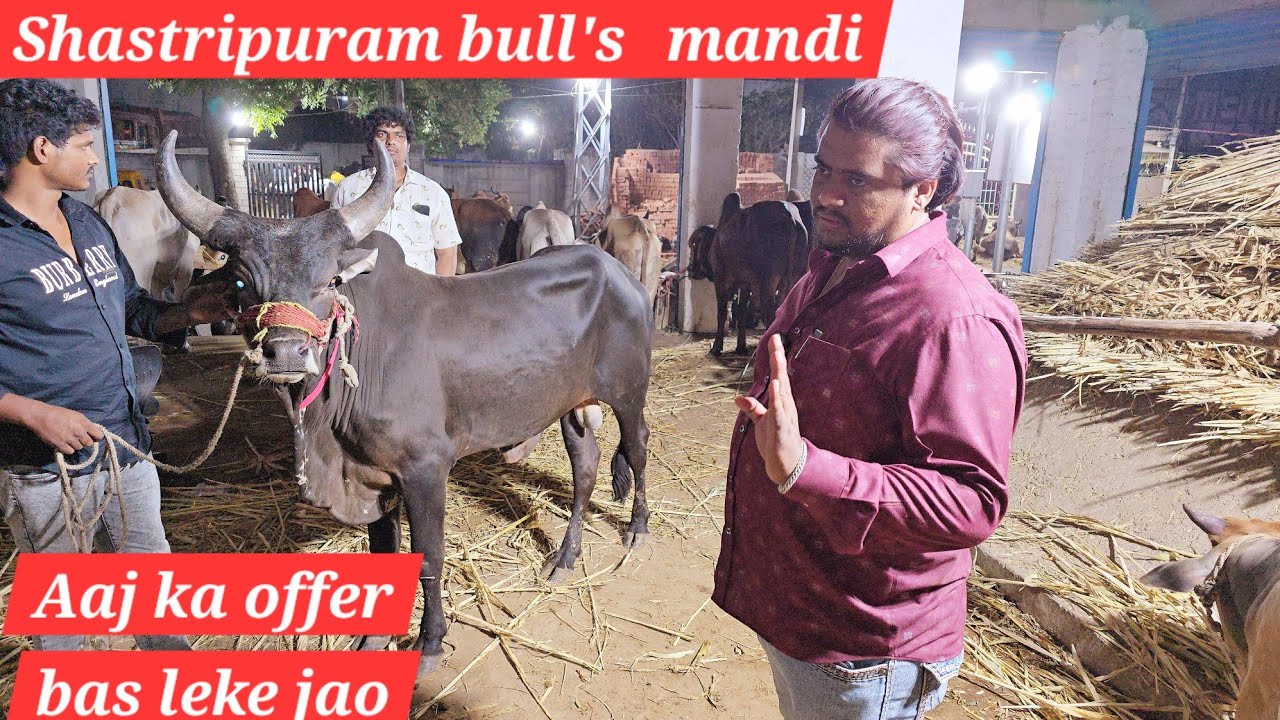 Sabse Saste bade janwar in Shastripuram Hyderabad | bull's in Shastripuram
