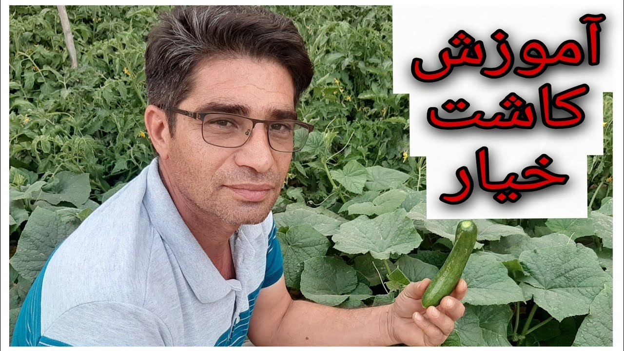 آموزش کاشت خیار در خانه - آموزش کاشت خیار در گلدان - آموزش کاشت خیار در باغچه - کاشت خیار ارگانیک