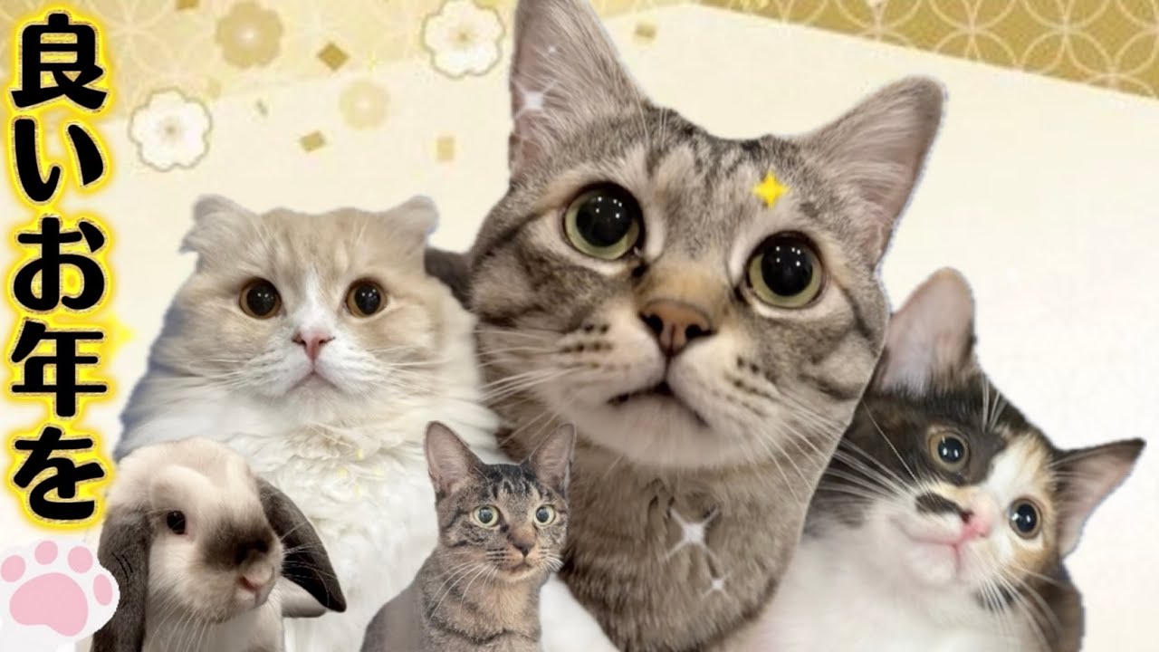 喋るネコ「うまい❗️」「ねぇ❤️」厳選集‼️今年もありがとうニャン😻感謝🙏ニャン😻