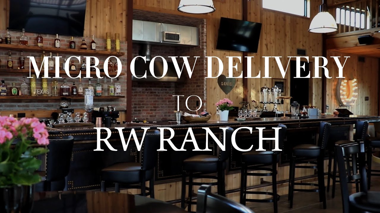 Micro Cow Delivery to RW Ranch | Hairy Heifer Cattle Co.