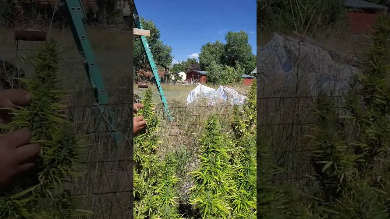 organic hemp at fat pig society, Fort Collins