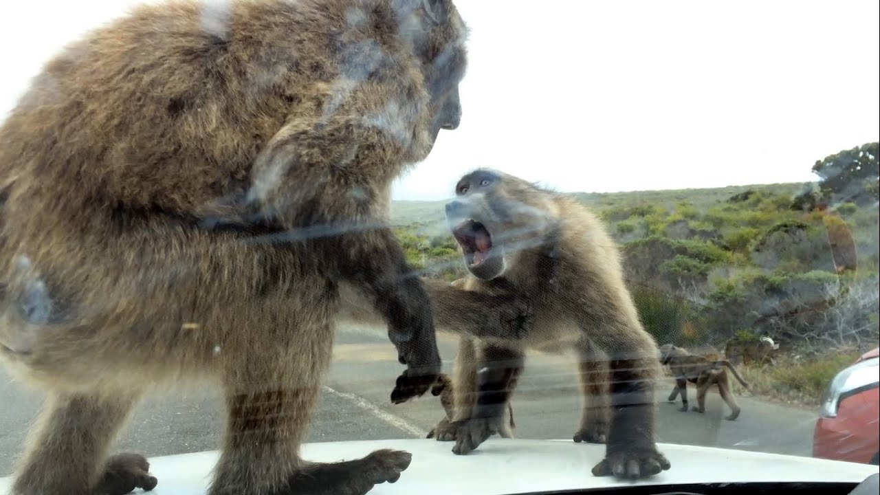 Baboons! at Cape Point