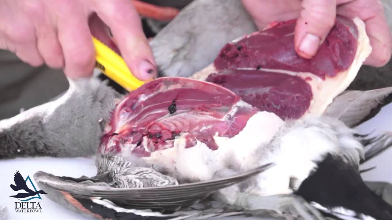 Pintail Steaks for the BBQ