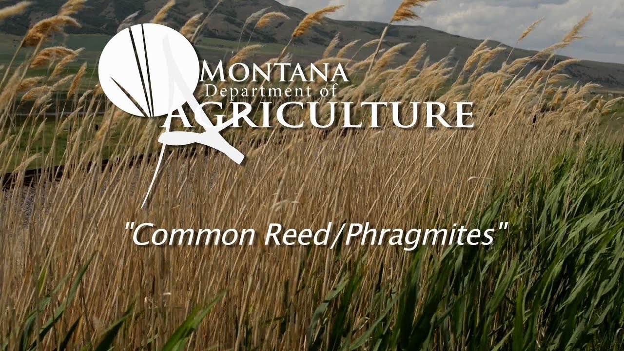 Noxious Weed Videos: Vol 3, 1 Common Reed:Phragmites