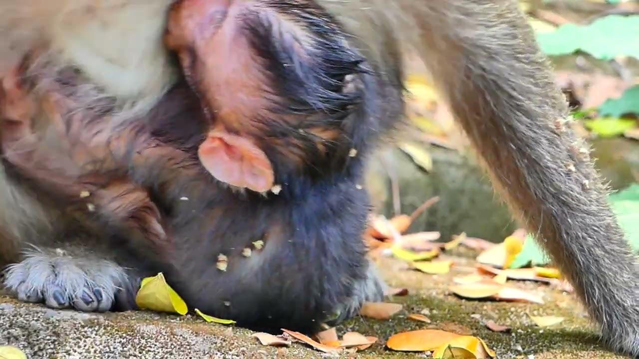 Amaya young mom monkey | Monkey-Animals