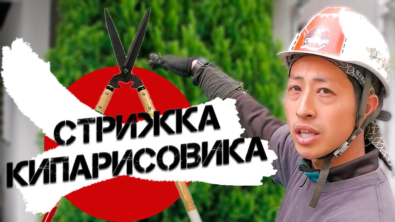 Стрижка Кипарисовика