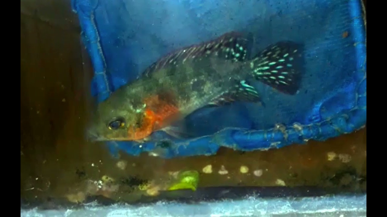Molting Stage SRM Fry Super Red Monkey