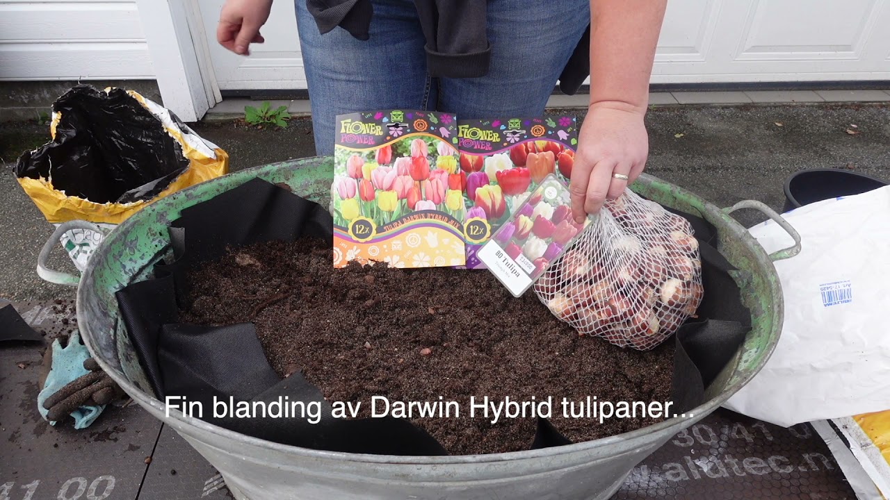 100 tulipanløk i sinkbalje 🌷