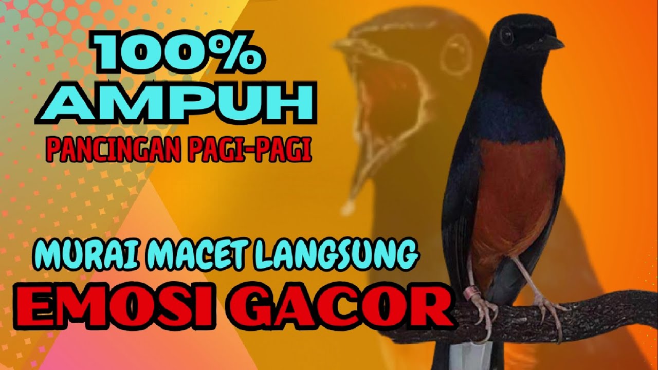 PANCINGAN PAGI-PAGI AGAR MURAI GACOR❗❗ MURAI MACET PASTI NYAUT EMOSI❗❗