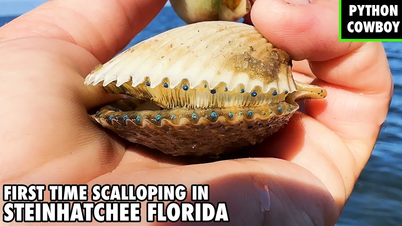 Discovering The Blue Eyed Scallops of Steinhatchee Florida