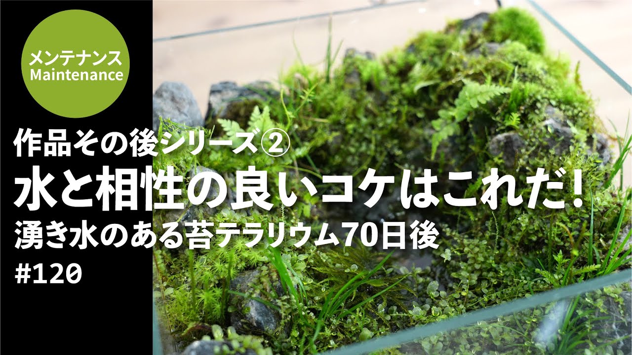 【作品その後シリーズ②】湧き水のある苔テラリウムの70日後#120