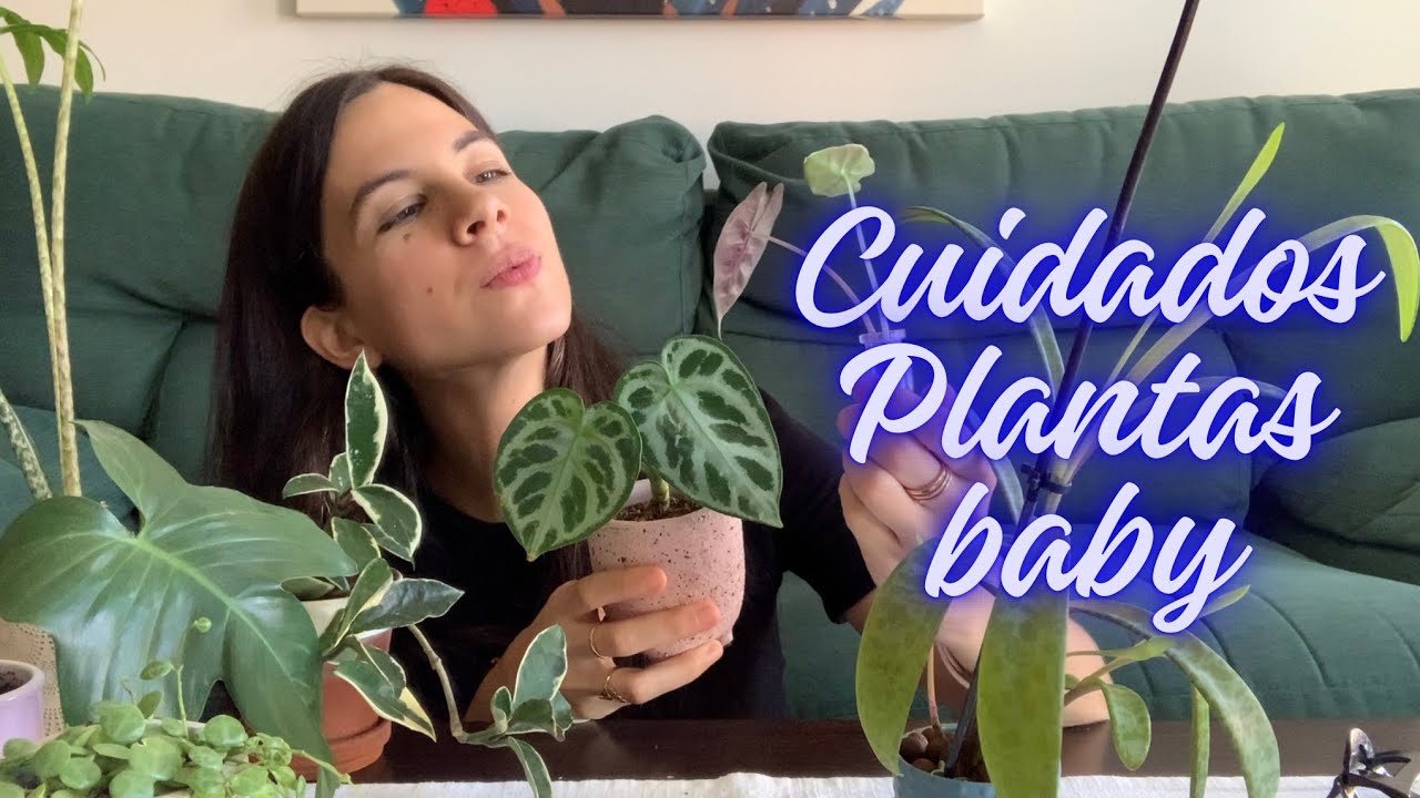 Cómo cuidar las plantas mini y en qué se diferencian de las plantas adultas: iluminación, riego…