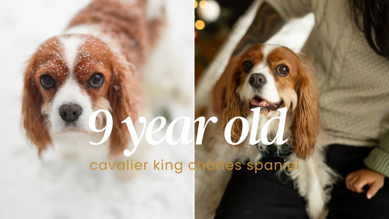 SIGNS YOUR DOG IS GETTING OLDER ... what to look out for