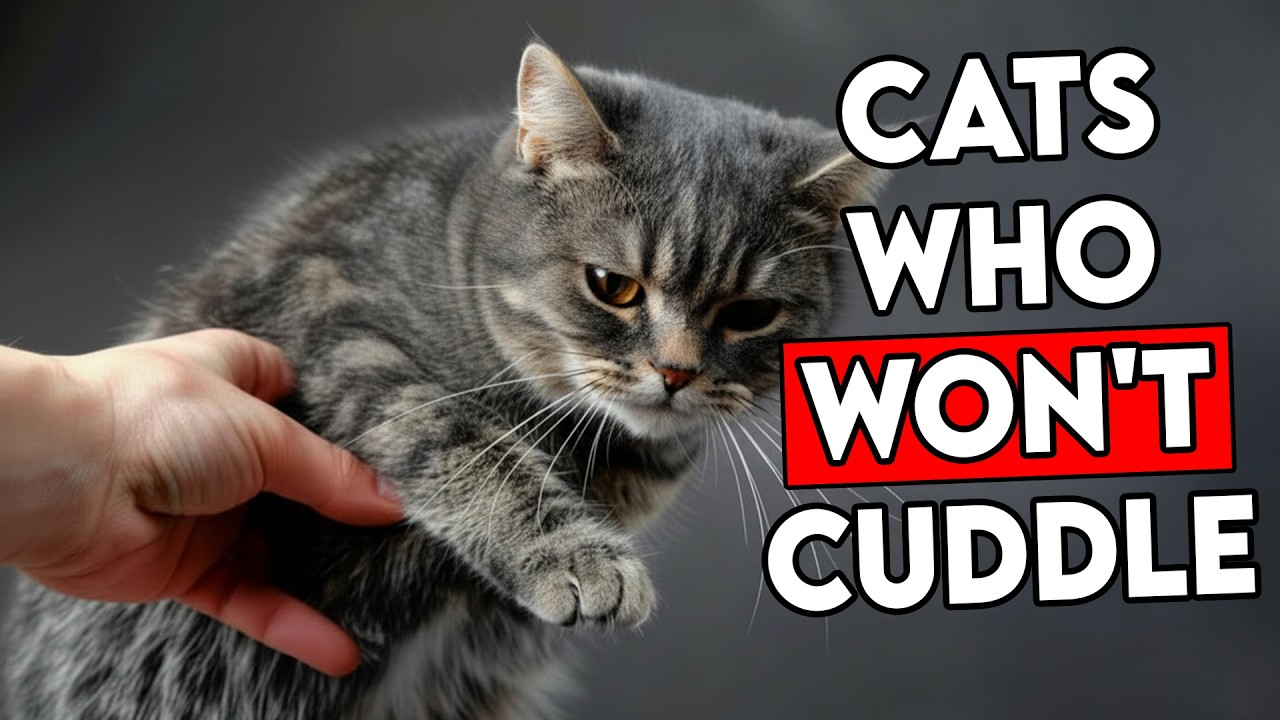 10 MYSTERIOUS Reasons Your Cat Won’t Cuddle — And How to Fix Them in Minutes!