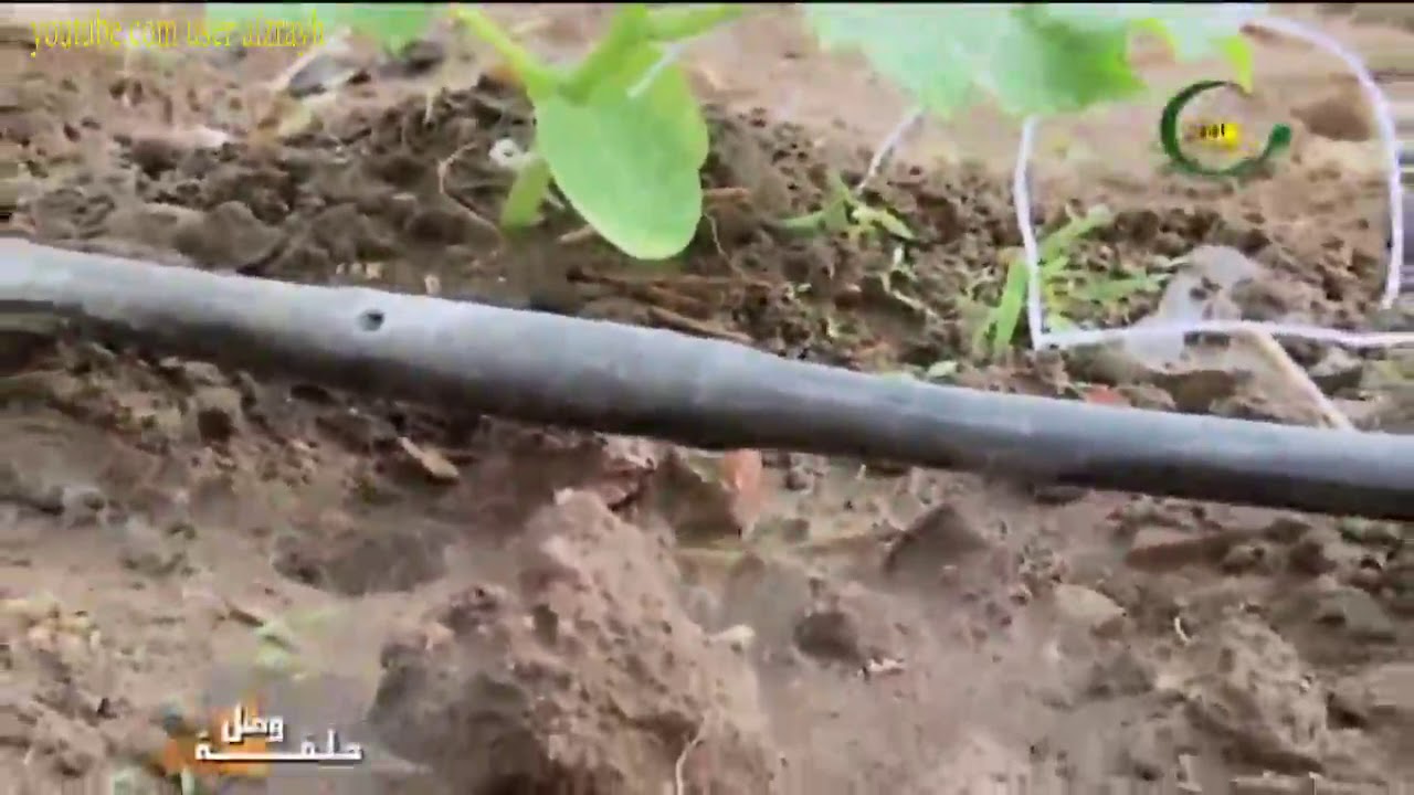 كيفية زراعة الطماطم في البيوت المحمية او الصوب واهم المعاملات الزراعية