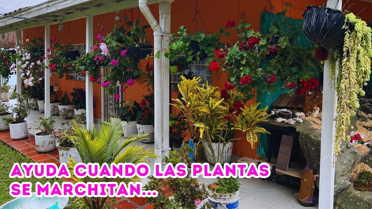 Tour por un JARDÍN que visitó una Youtuber colombiana, hermosas PLANTAS de Marujita |AP