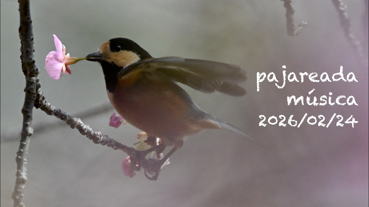 pajareada música 2026/02/24