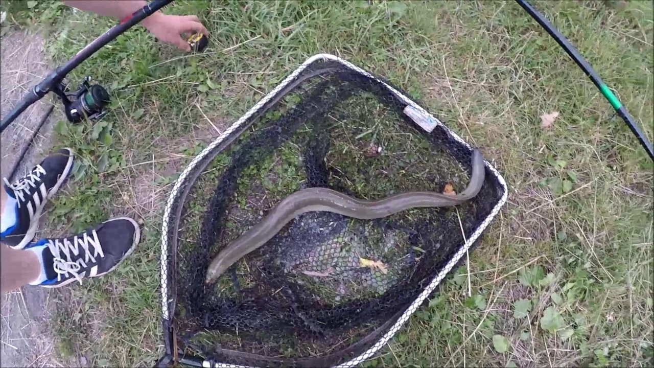 Pêche de l'Anguille aux vers de terre Canadien !