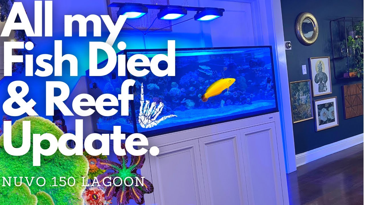ALL MY FISH DIED- WHAT NOW?