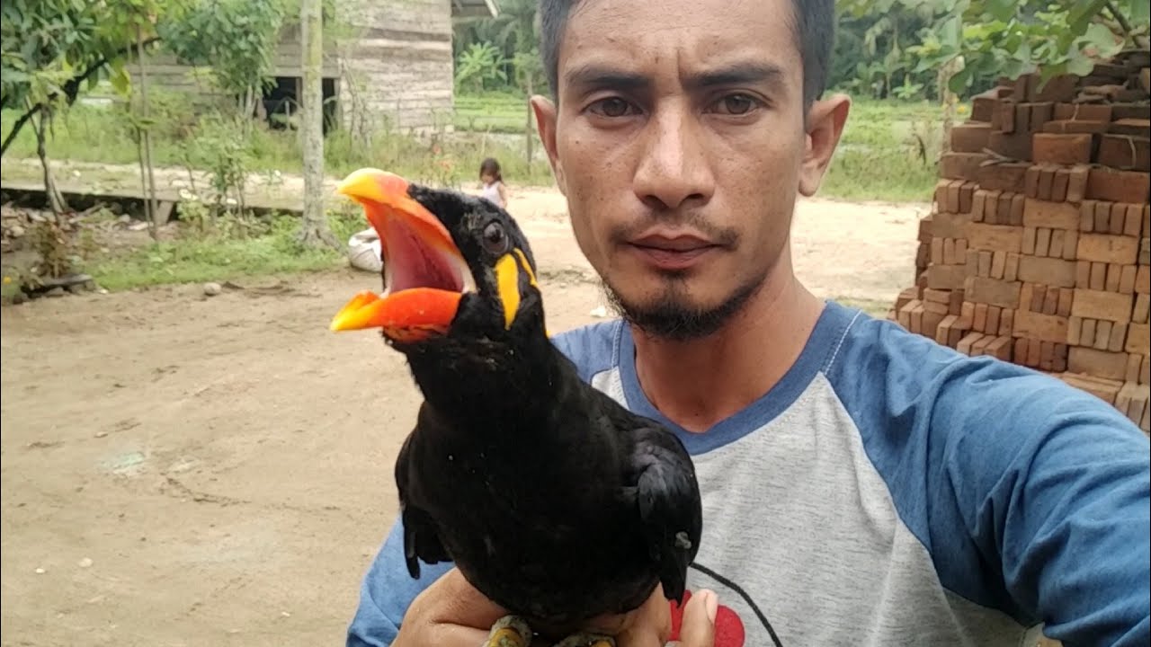 rejeki nomplok_mikat dan panen anakan murai batu asli hutan