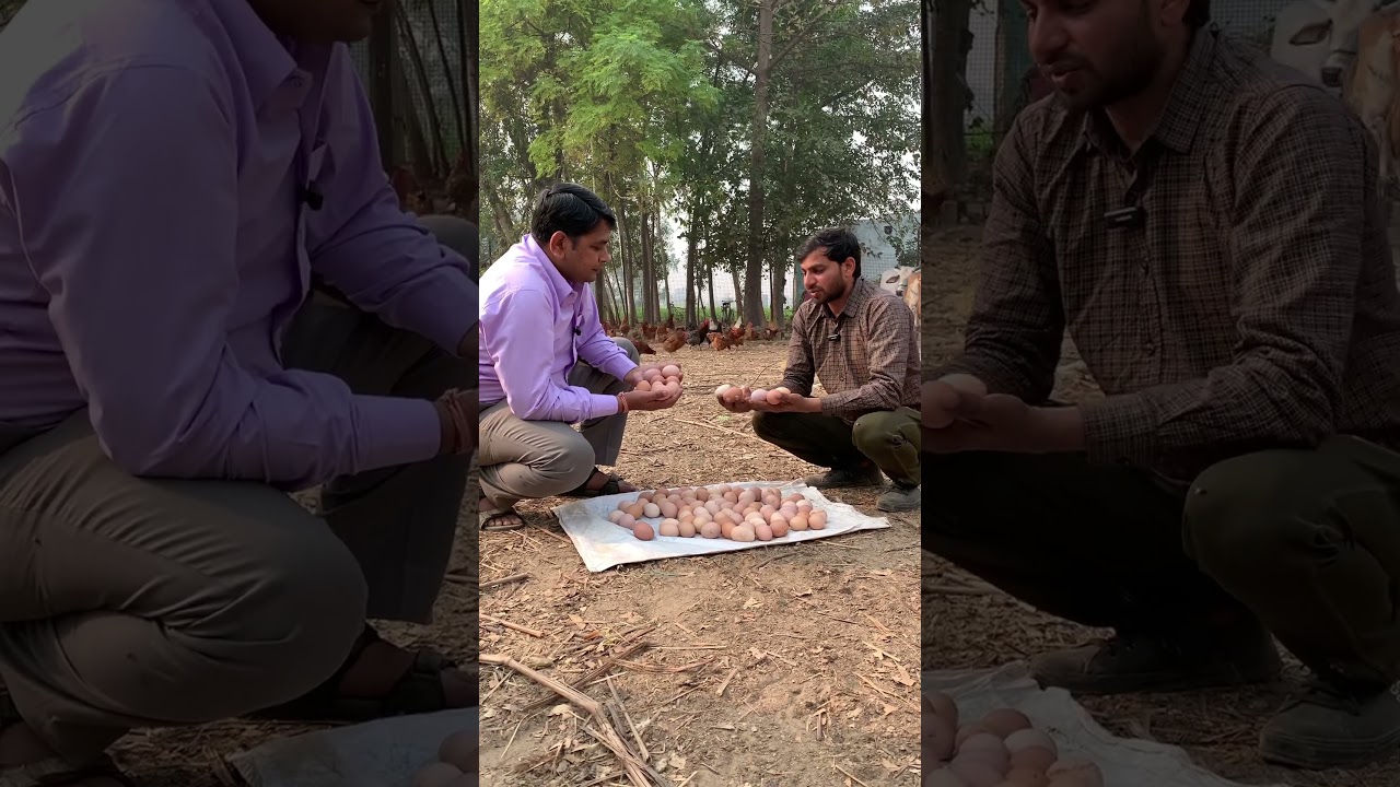 How to identify native eggs.        #organic #desimurgipalan #egg #money #agriculture #farming
