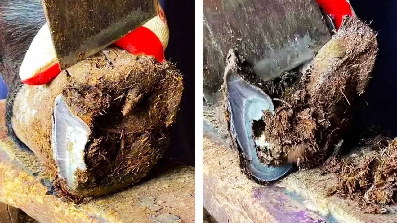 Save The Forgotten Donkeys! Asmr Donkey Hoof Repair Sound Collection!