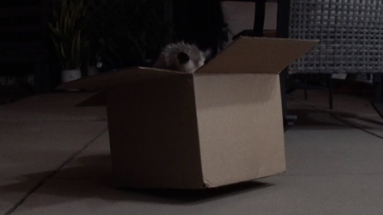 Possum Spills Box Of Dog Food