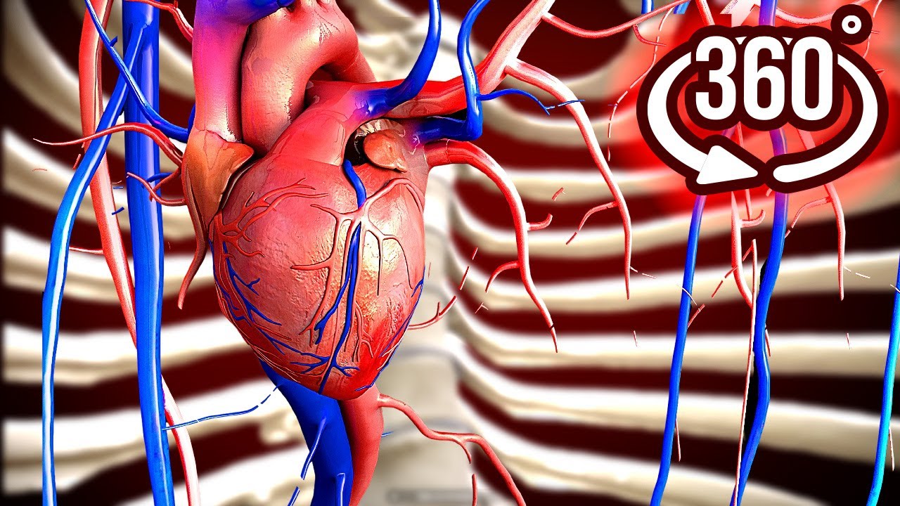 360 Inside Human Body 2 Vr 360 Video Roller Coaster