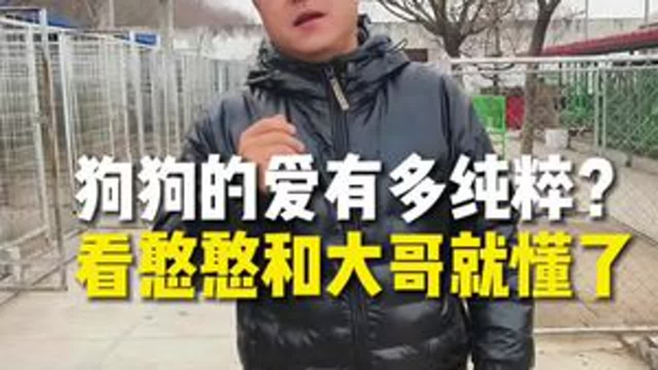 狗对人的爱是最纯粹的 #金毛憨憨 #养狗人 #流浪狗 #人与狗 #狗是人类最忠诚的朋友