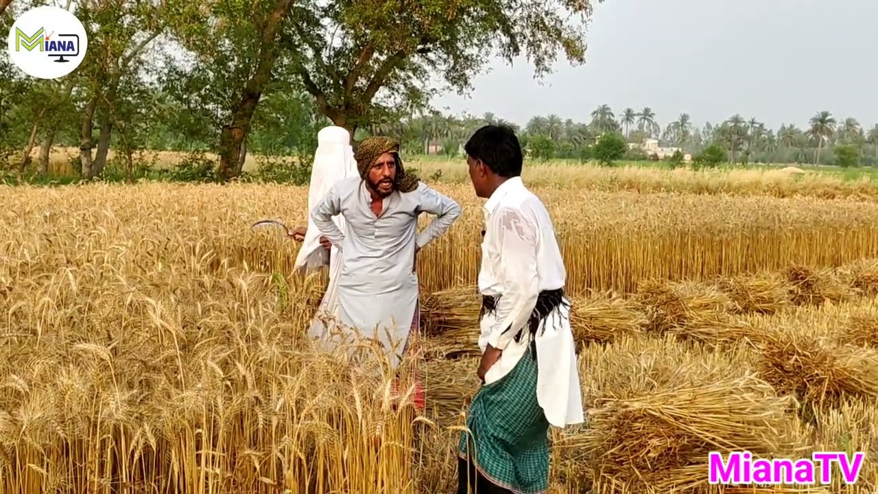 Gandam ki Katai || kis ny kam ziyada kiya?