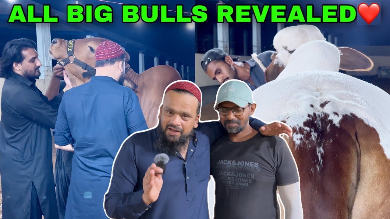 Wahaj Bhai Aur Shazan Bhai Ko Saray Big Bulls Dikha Diye Kya Review Mila || Amazing Cattles Pakistan