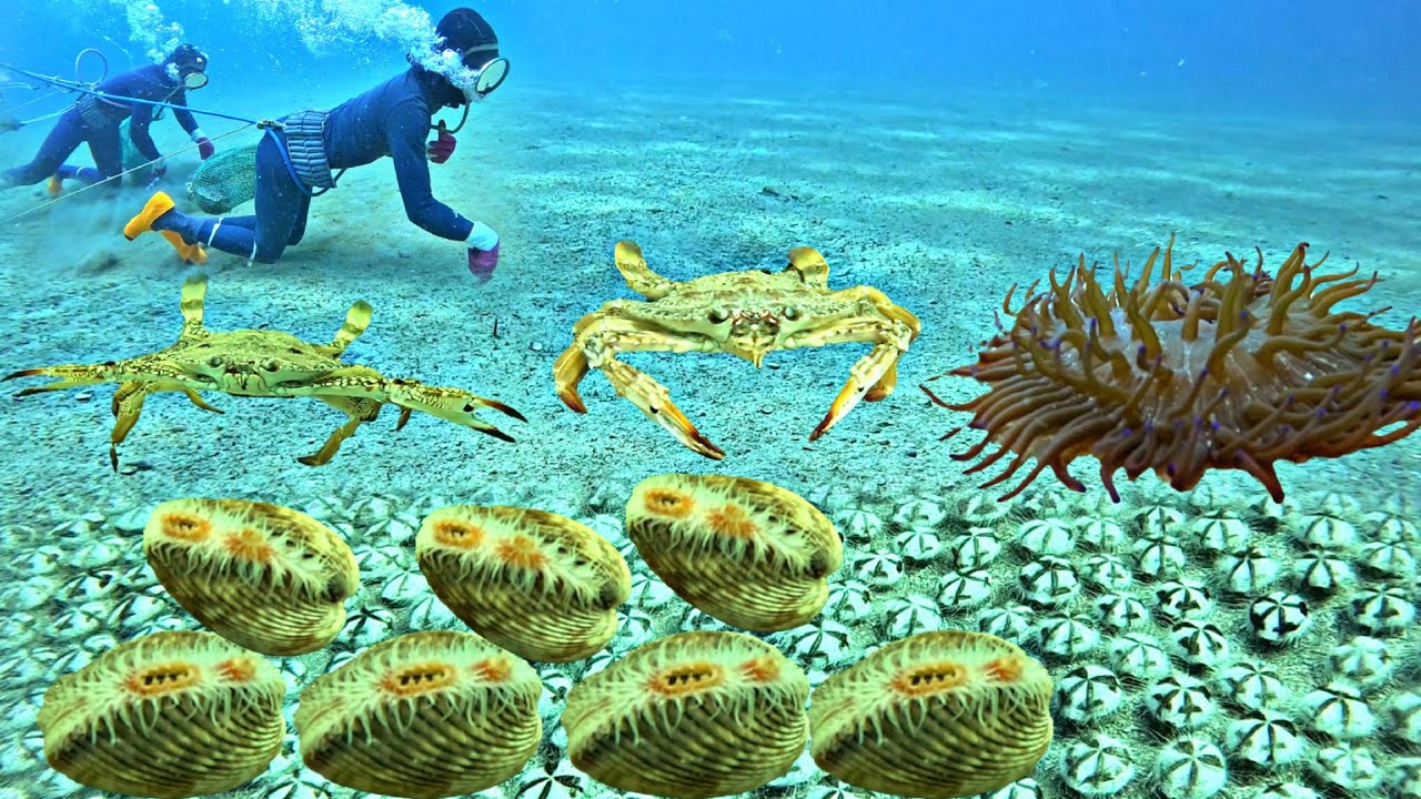 We earn a lot of money by diving for seafood.