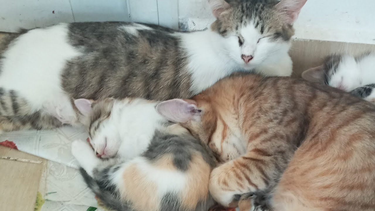 Cats & kittens are 842 & 751 & 677 & 594 & 493 & 476 & 428 & 352 & 237 & 199 & 99 & 259 &193 &91&57d