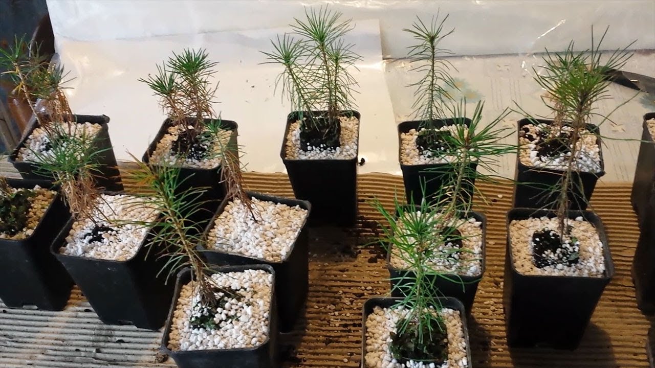 Scots and Thunbergii Pine Seedlings Bonsai - Unboxing