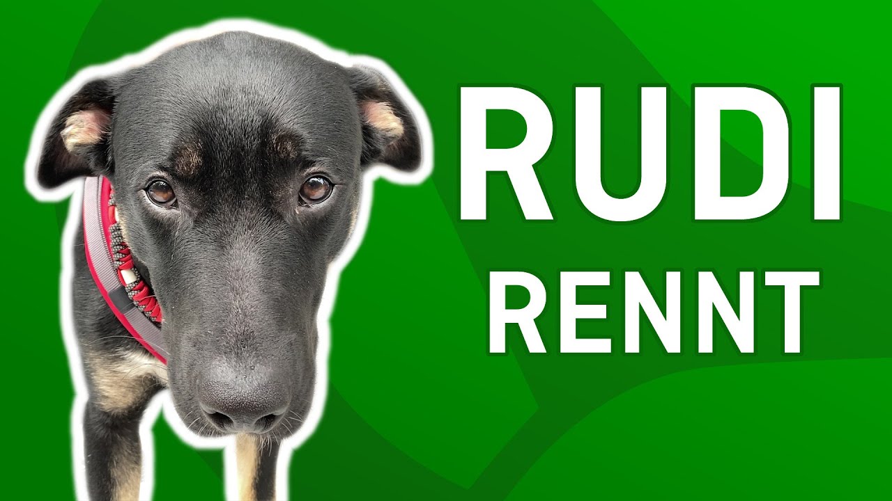 Rudi rennt - Tiernotruf #345