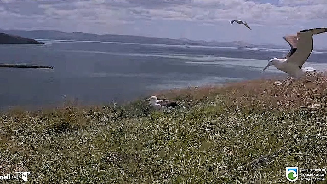 Royal Albatross - BOK ❤️ is back home !