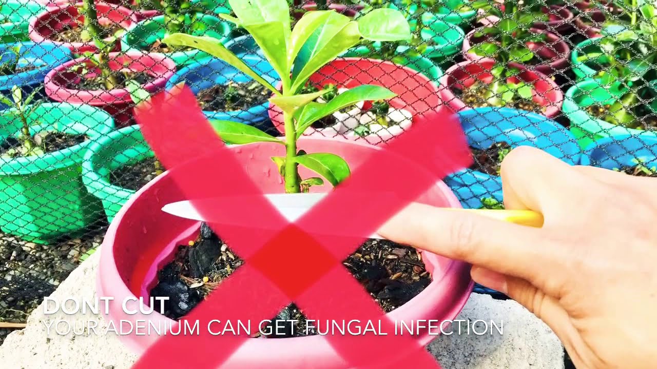 Adeniun: How to Grow Branches on Young Adenium || Desert Rose || Rosa do Deserto