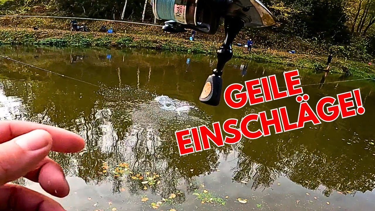 Forellenevent in der Teichwirtschaft Heberbaude | Lachsforellenangeln im Herbst UL und Tremarella