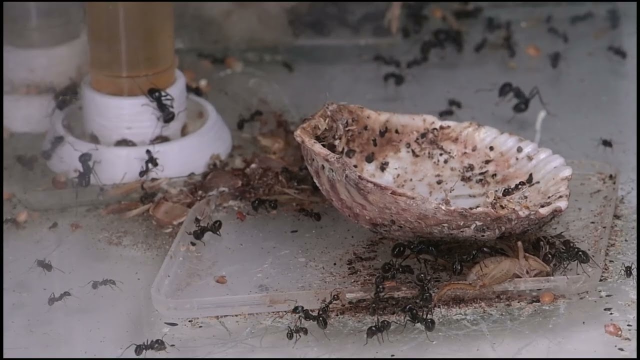 Messor Barbarus en Lasius Niger