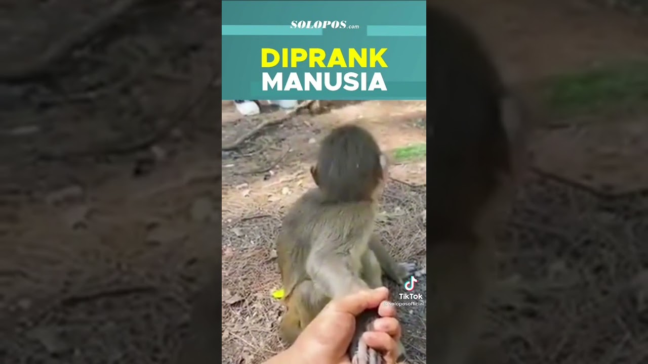 prank monyet 🤣🤣🤣!!!   #solopos.com #prank #fyp
